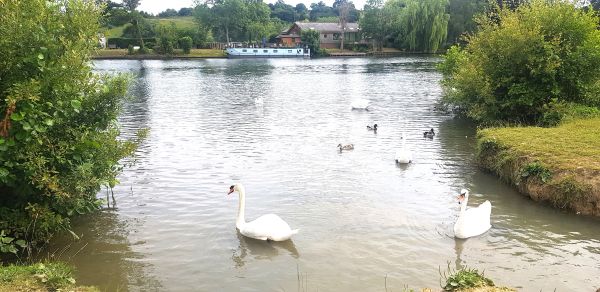 Swans on River Thames